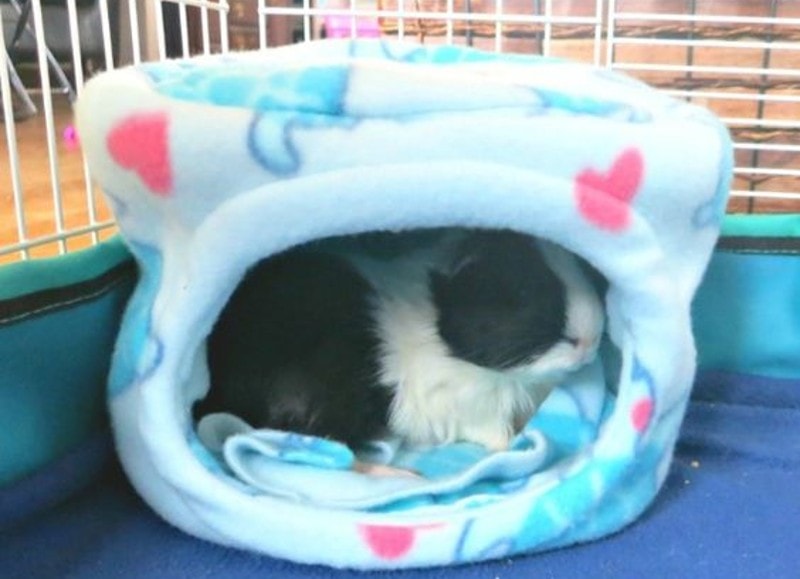 DIY Guinea Pig Beds