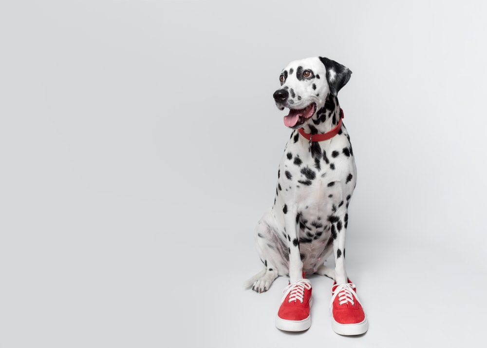 Dalmatian dog wearing red sneakers