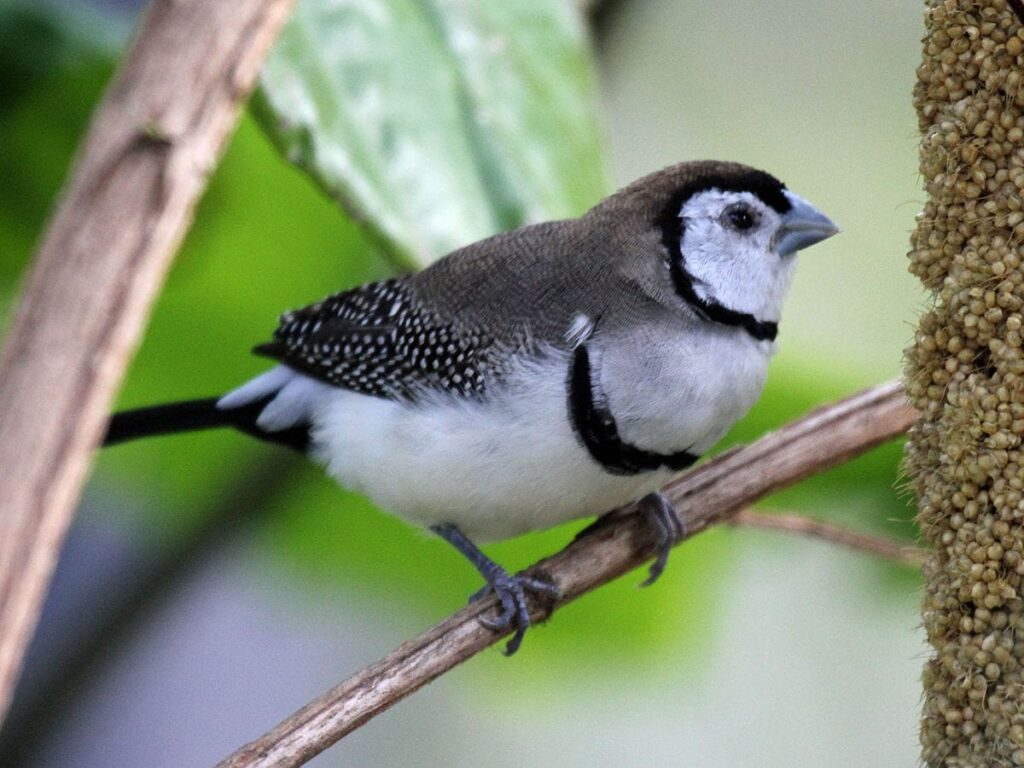 Double-barred Finch RWD3