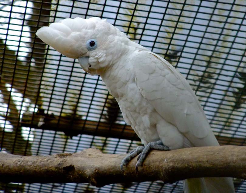 Ducorp’s Cockatoo