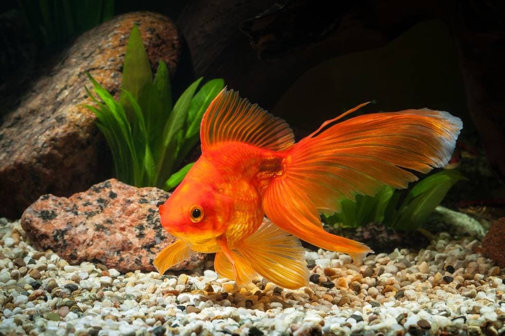 Fantail Goldfish Side view_dien_shutterstock