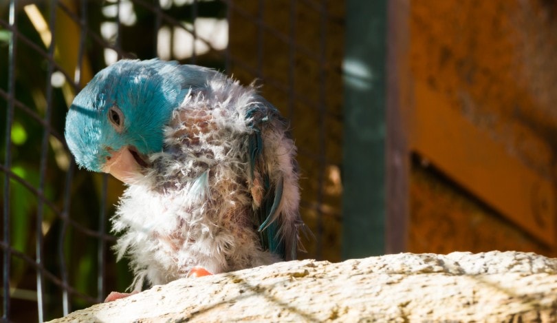 Feather Loss in Parrots