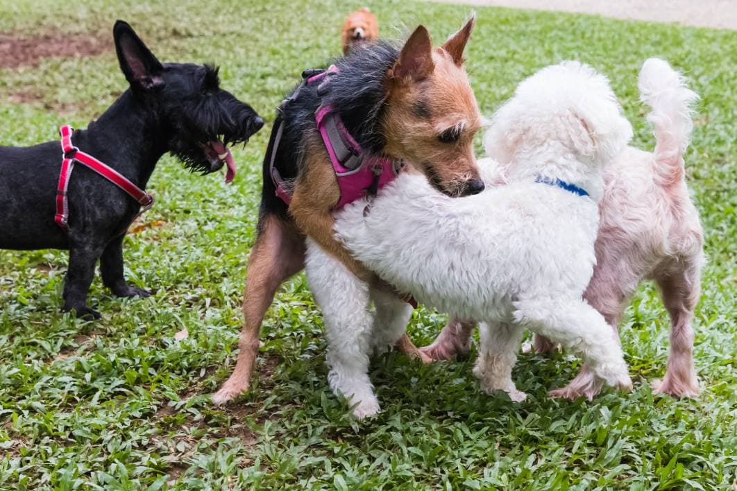 Female Dogs Hump at park
