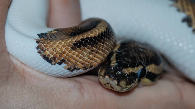 Female Pinstripe Pied Royal python