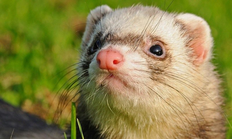 Ferret Overview