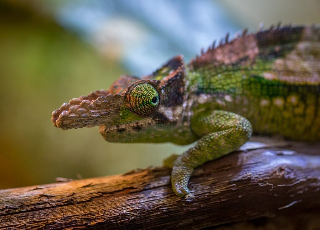 Fischer's chameleon sitting on a tree