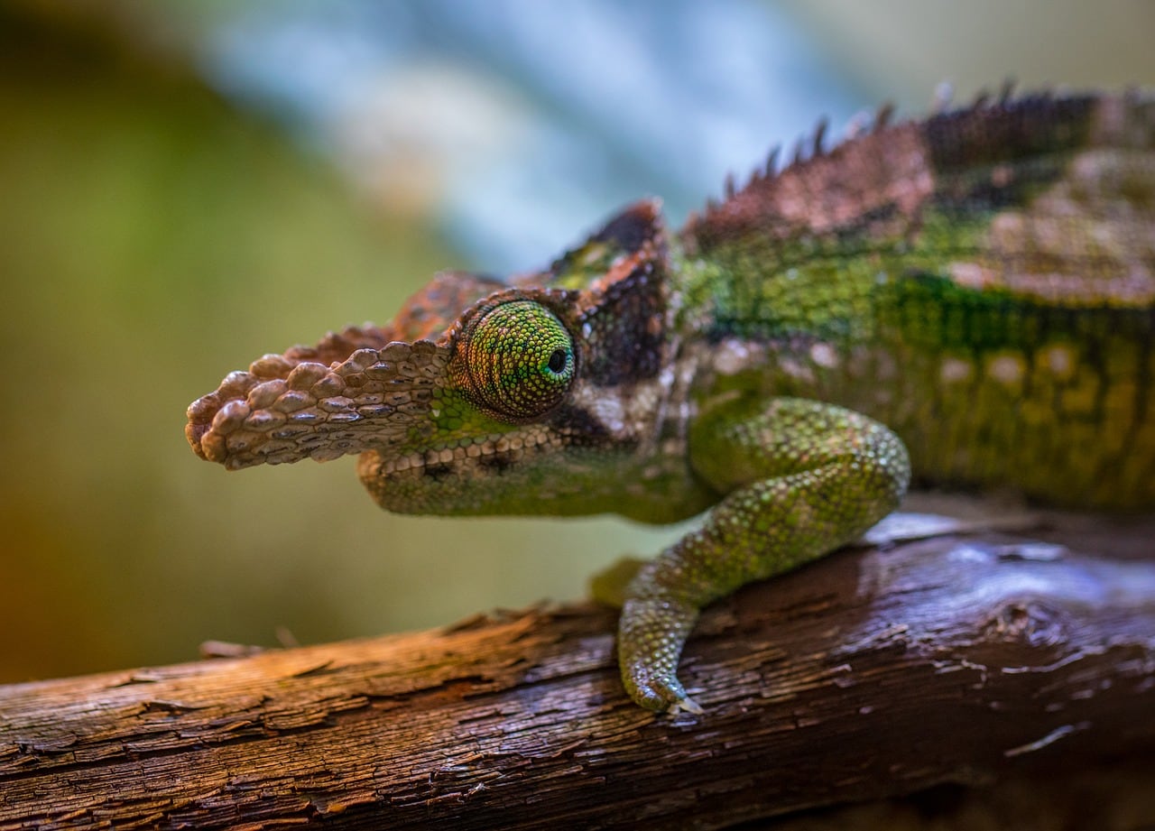 Fischer's chameleon sitting on a tree