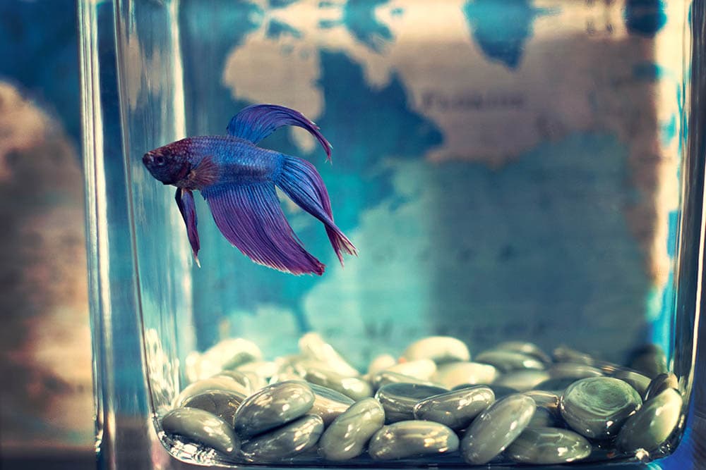 Freshwater Rock Aquarium_TimMossholder_Unsplash
