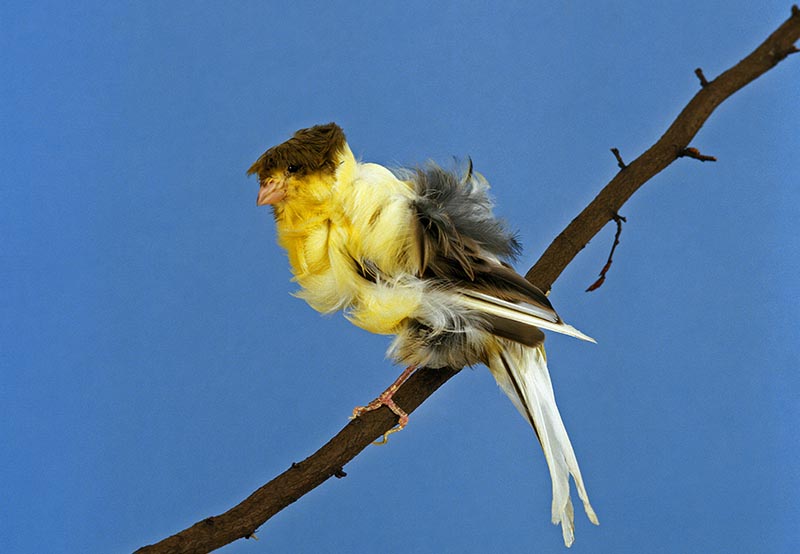 frilled canary standing on branch