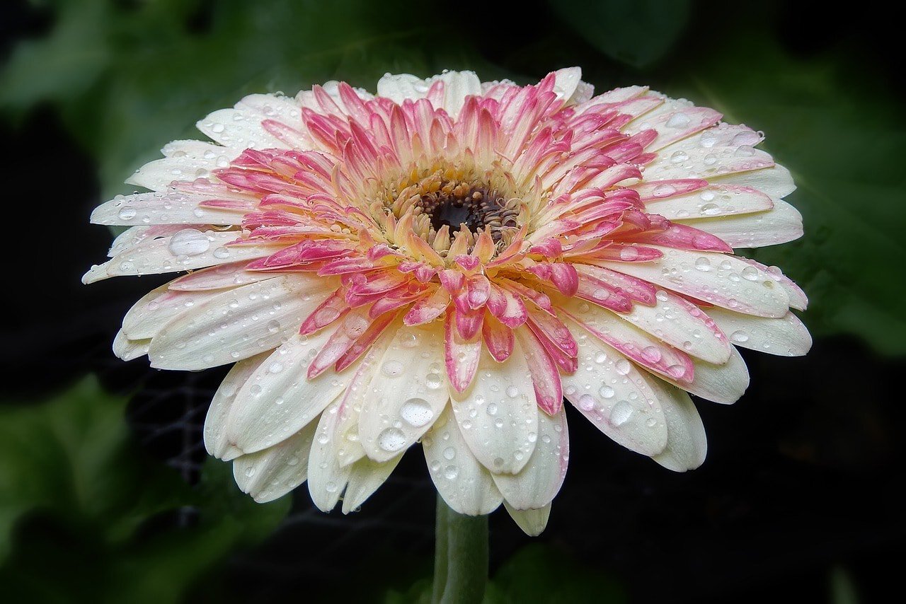 Gerber Daisies