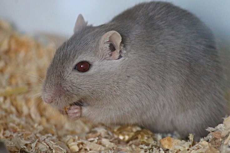 Gerbil