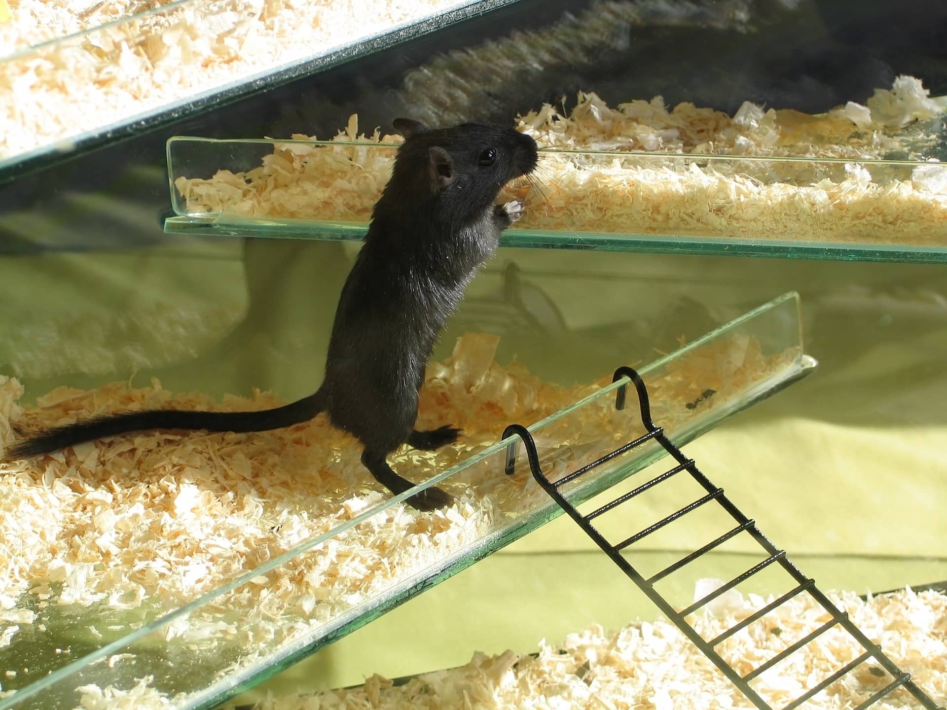 Gerbil black