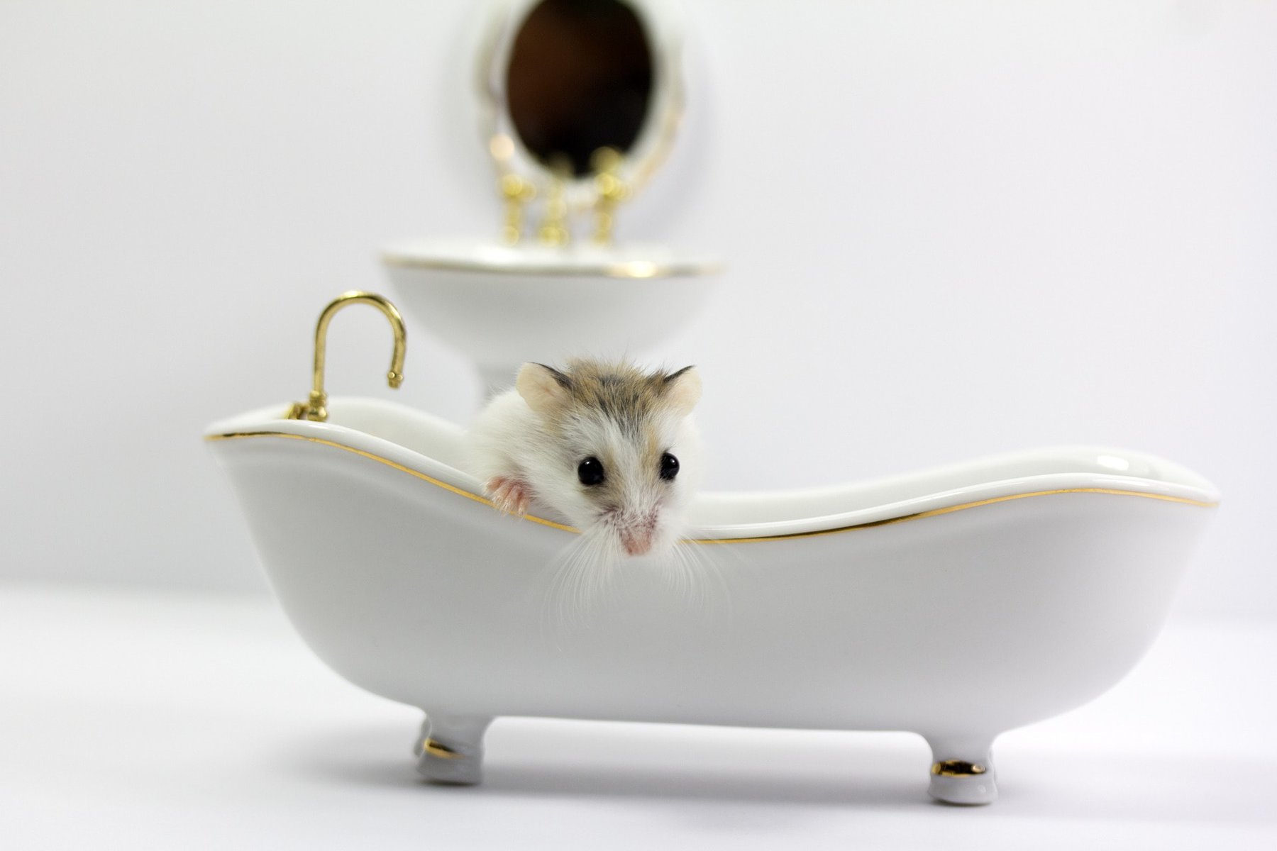 Gerbil in the bathtub