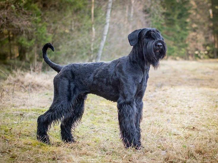 Giant-Schnauzer