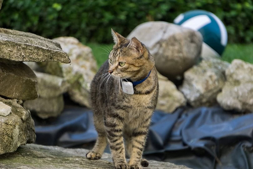 Girafus Cat Tracke