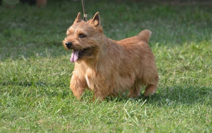 Glen of Imaal terrier