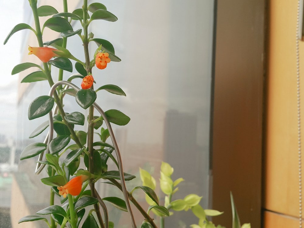 Goldfish Plant