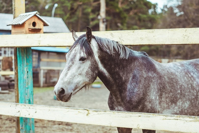 Gotland-pony_Kolbakova-Olga_shutterstock