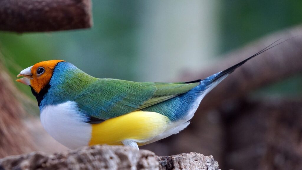 Gouldian finches back view_Pixabay