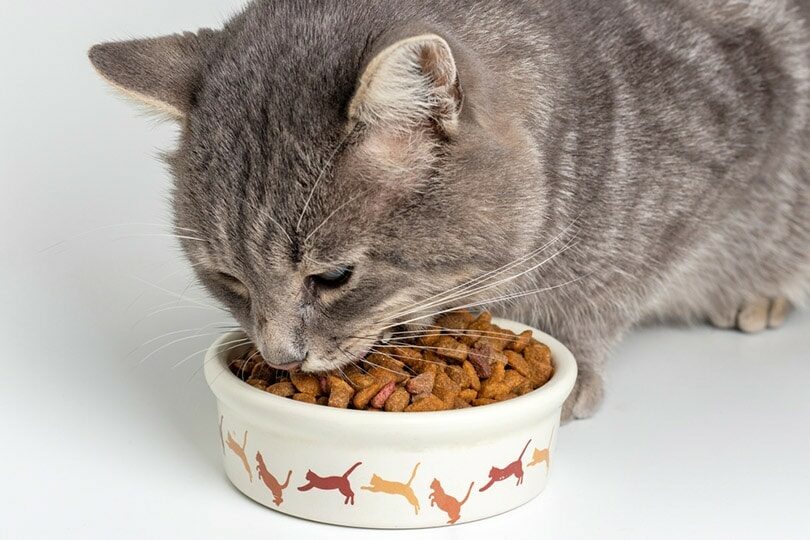 gray-cat-eating-from-the-bowl_skrypnykov-dmytro_shutterstock-1-9641018