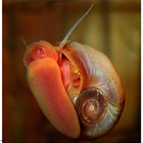 Half Price Joe 20+ Ramshorn Snails