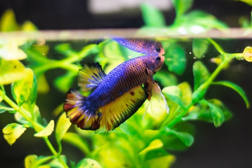 Half moon Betta fish_atrma_shutterstock