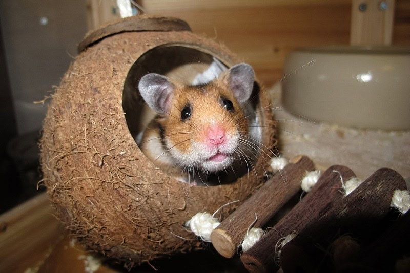Hamster hiding hut