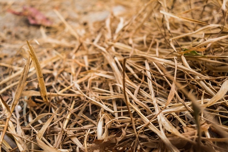Hay