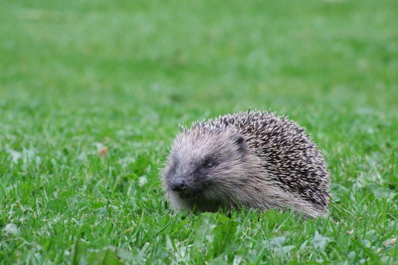 Hedgehog running in the grass