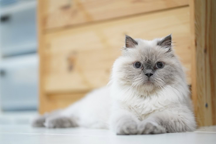 Himalayan-cat_Shutterstock_Nattapong-Pongpiyapan