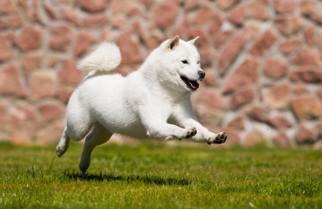 Hokkaido running_Happy Monkey_Shutterstock