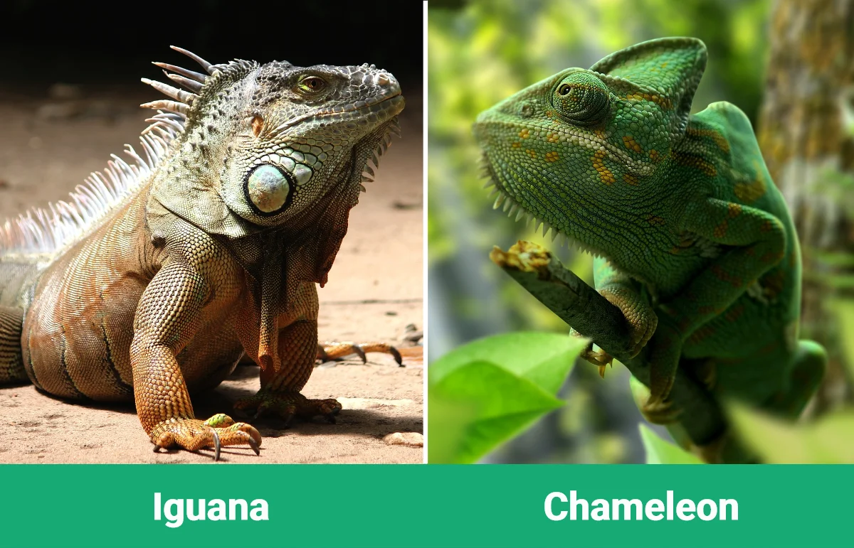 Iguana vs Chameleon - Visual Differences