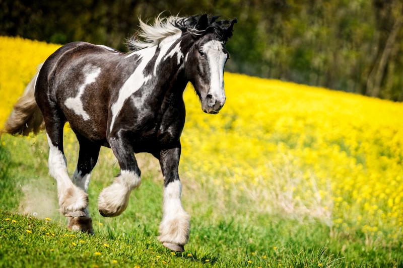 Irish Cob running in the nature