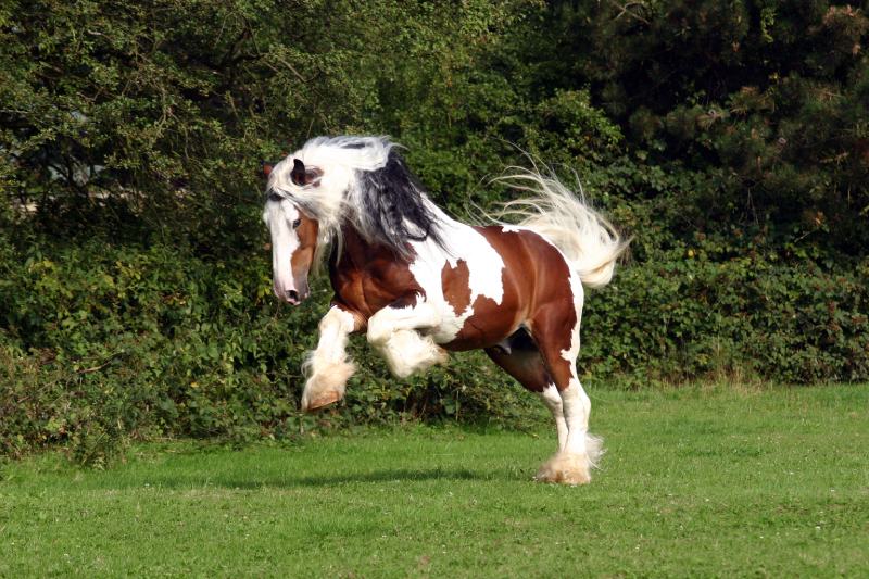 Irish Cob stallion running in the pasture