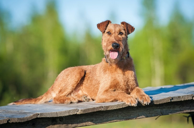 Irish terrier_Rita_Kochmarjova_shutterstock