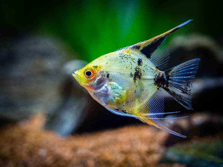 Koi Angel Fish