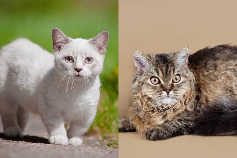 Lambkin Cat