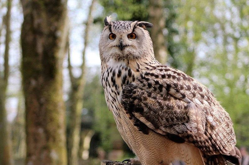 Long eared owl
