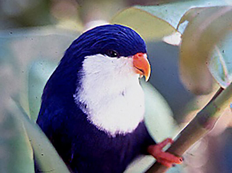 Lori péruviana (cropped)