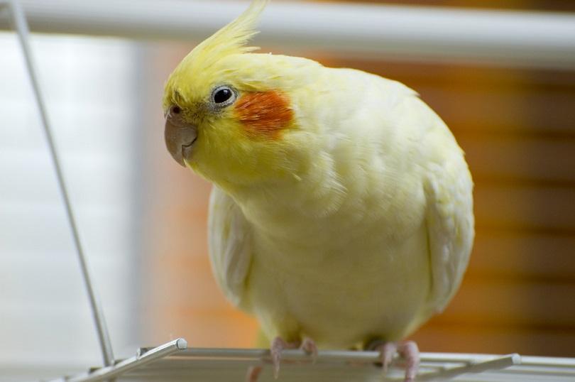 Lutino cockatiel_Nicky Jacobs_shutterstock