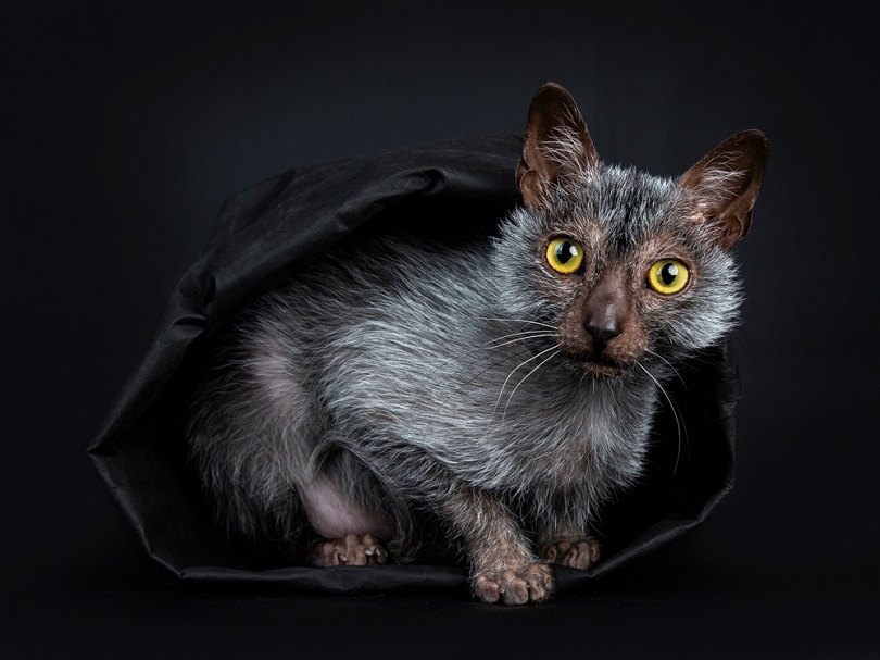 Lykoi-werewolf-cat_Nynke-van-Holten_shutterstock