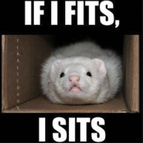 Maybe They Are Cats