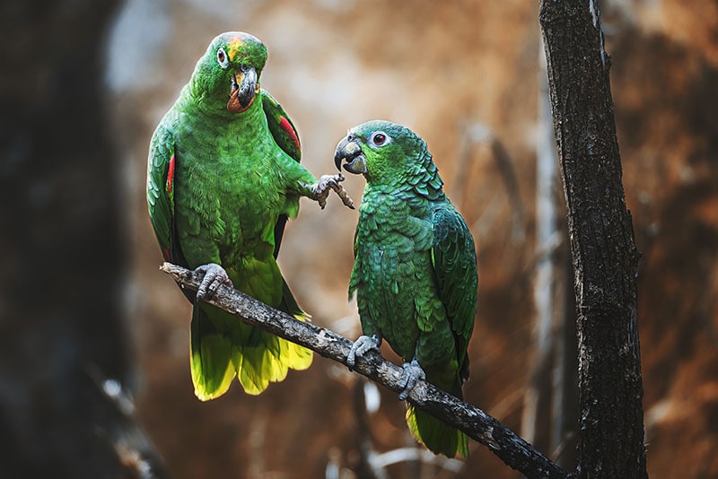 Mealy Amazon Parrots