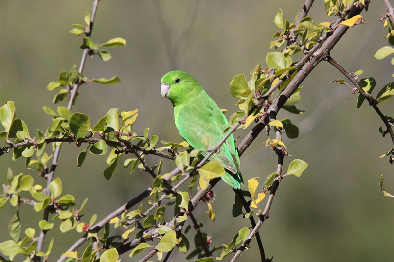 Mexican Parrotlet