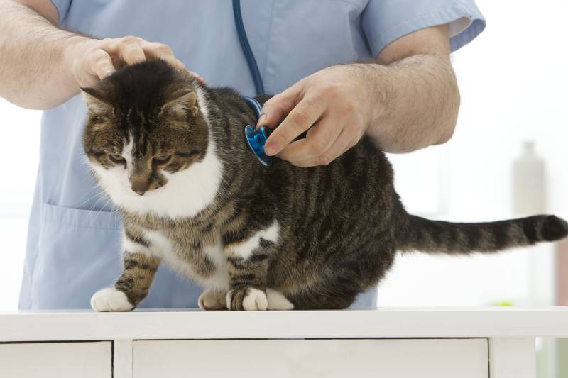 kitten in vet clinic