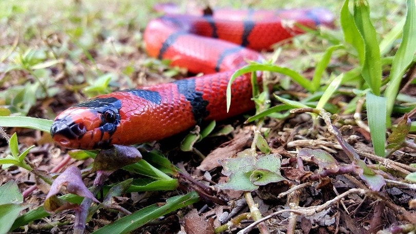 Milk Snake