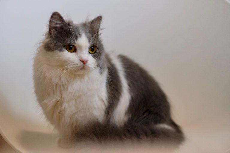 Napoleon cat_Shutterstock_Robert Way
