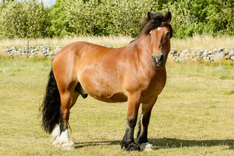 North-Swedish-horse_lmfoto_shutterstock