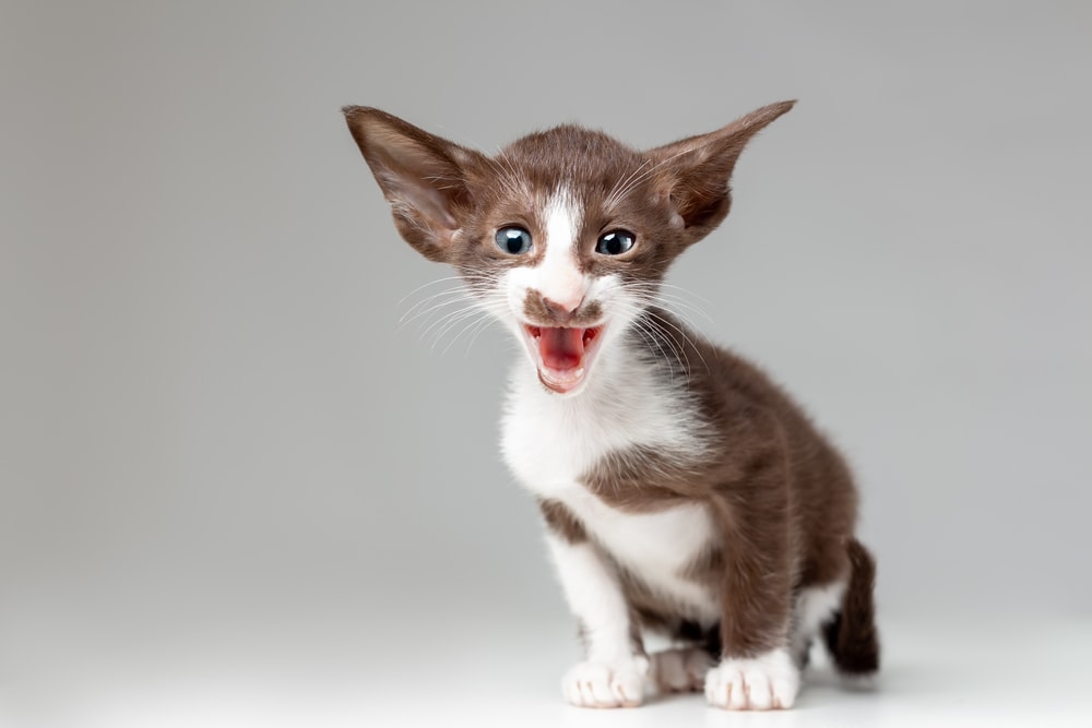 Oriental bicolor kitten