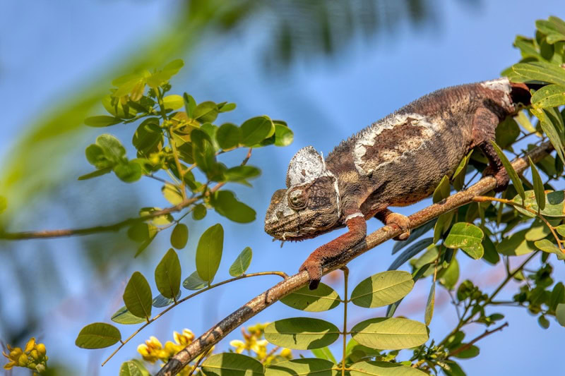 Oustalets Chameleon on a tree branch